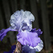 Purple Iris... by thewatersphotos