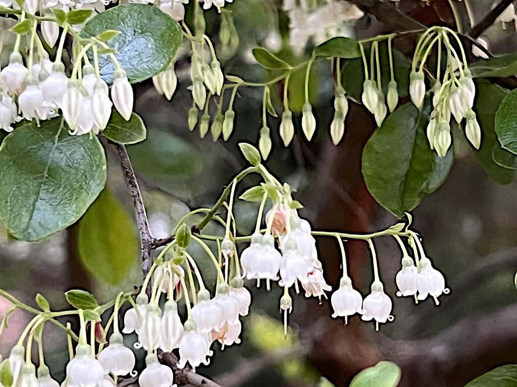 Farkleberry flowers by congaree