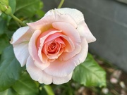 1st May 2022 - Roses are stunning at Hampton Park