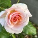 Roses are stunning at Hampton Park