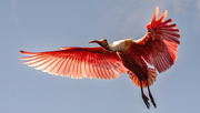 1st May 2022 - Roseate Spoonbill Overhead!