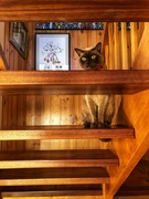 3rd Apr 2022 - Cat on the stairs