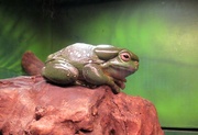 27th Apr 2022 - A Spotted green tree Frog...