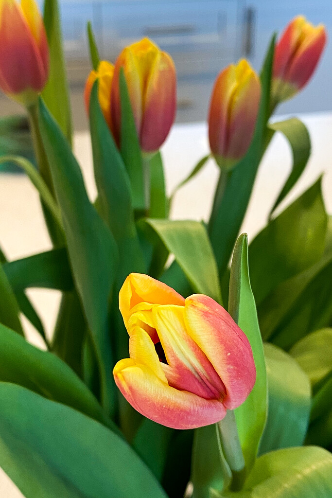 Tulips by kwind