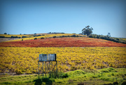2nd May 2022 - Autumn colours in the vineyard