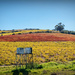Autumn colours in the vineyard by ludwigsdiana