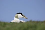 2nd May 2022 - The Male Eider Duck