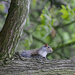 2022-05-01 Spotted by the Squirrel by cityhillsandsea