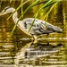 Wading heron  by stuart46