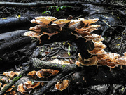 1st May 2022 - More of the Mary Cairncross fungi