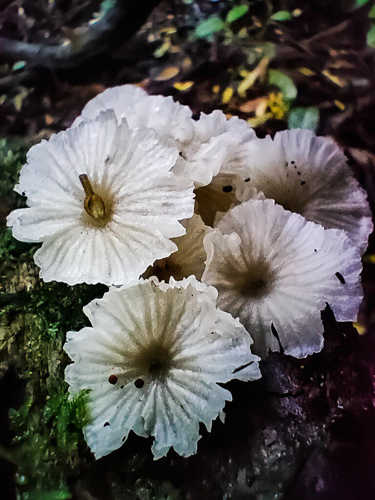 Macro: fungi by jeneurell
