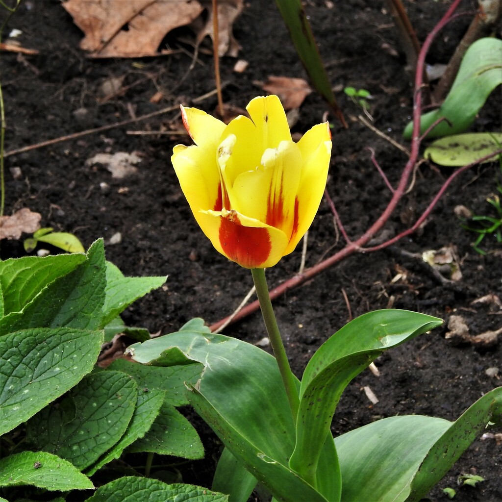  Tulip  by oldjosh