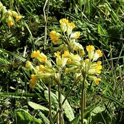 14th Apr 2022 - Cowslips 