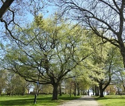 22nd Apr 2022 - Spring Trees 1
