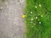2nd May 2022 - Wild Flowers
