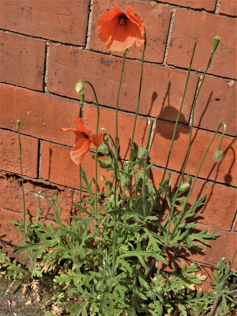 25  Poppies  by oldjosh