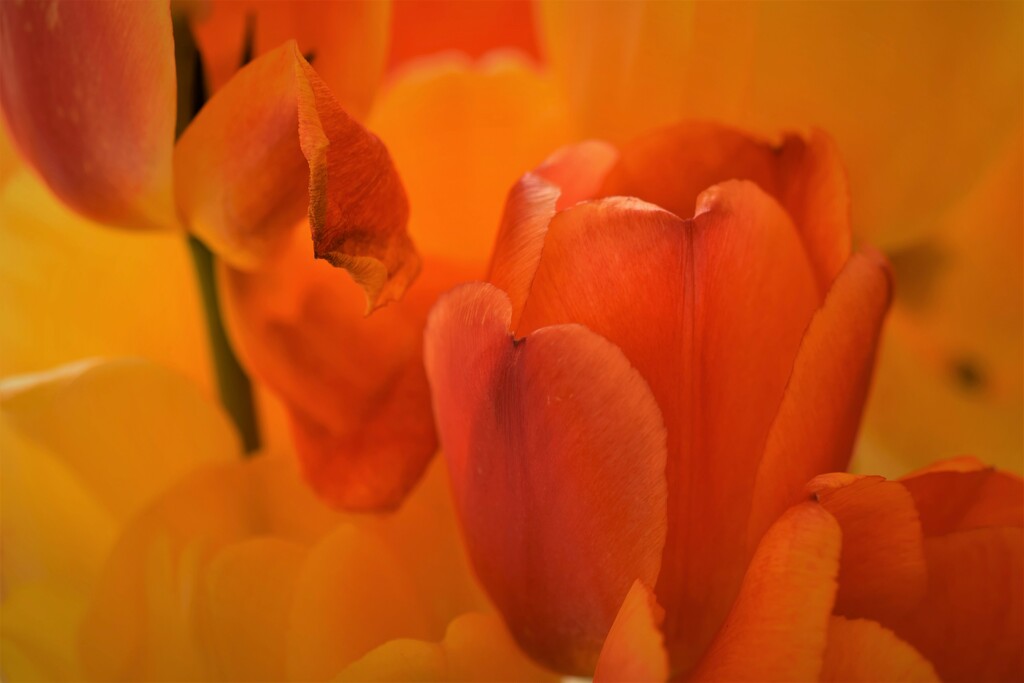 tulip colour by christophercox