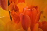 2nd May 2022 - tulip colour