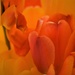 tulip colour by christophercox