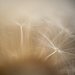 2nd May - Dandelion by newbank