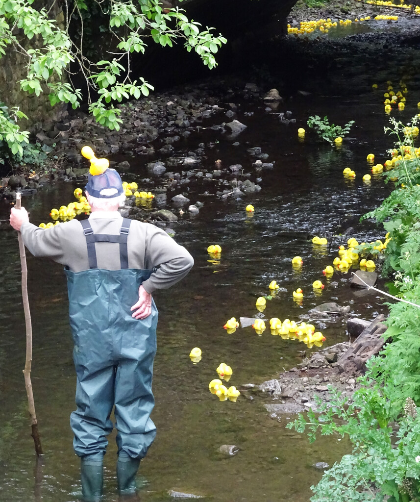 Whittle's Annual Duck Race by marianj