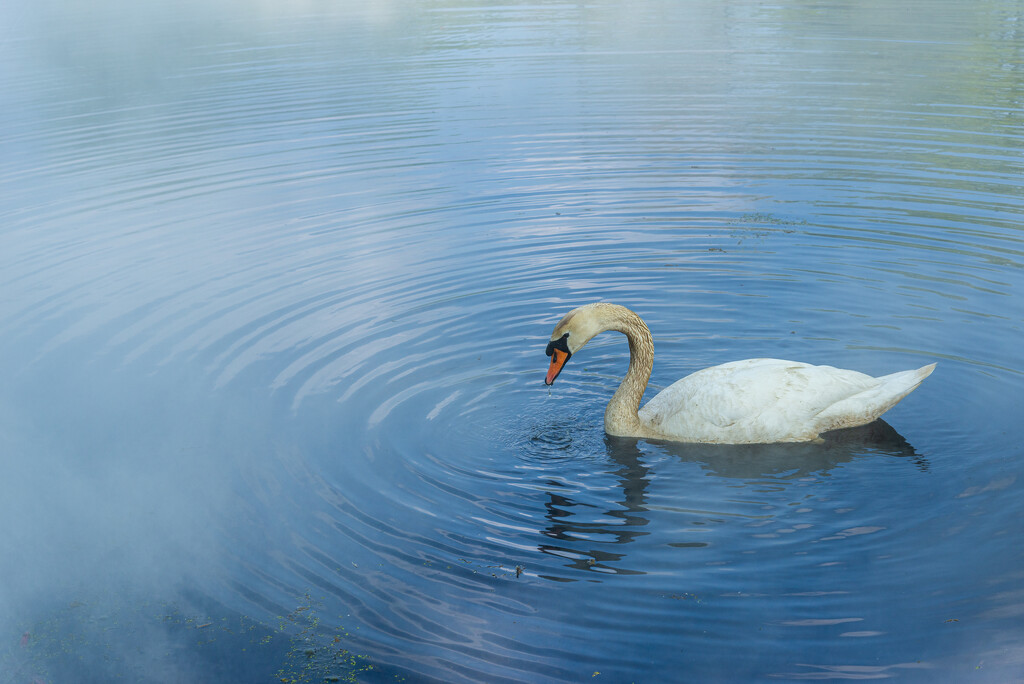 05-02 - Swan by talmon