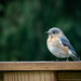 Watchful Bluebird 