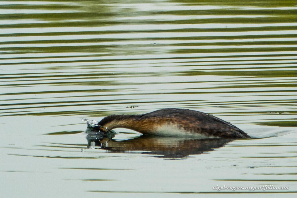 Diving Grebe by nigelrogers
