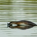 Diving Grebe by nigelrogers