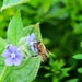 Bee heaven! by bigmxx
