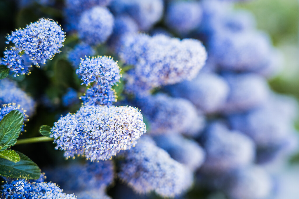 Creeping blue blossom by djepie