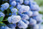 2nd May 2022 - Creeping blue blossom
