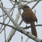 2nd May 2022 - brown thrasher