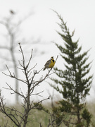 2nd May 2022 - Eastern meadowlark by a tree