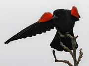 2nd May 2022 - red-winged blackbird dab