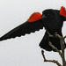 red-winged blackbird dab by rminer