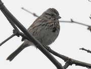 2nd May 2022 - song sparrow 