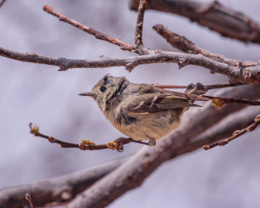 kinglet by aecasey