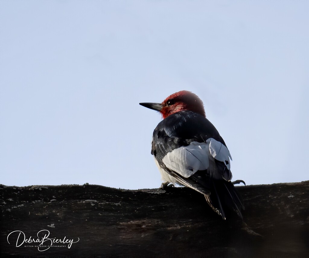 Red-headed Woodpecker by dridsdale