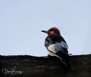 28th Apr 2022 - Red-headed Woodpecker