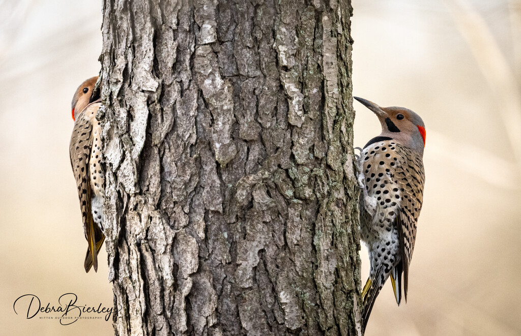 Northern Flickers by dridsdale