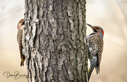 29th Apr 2022 - Northern Flickers