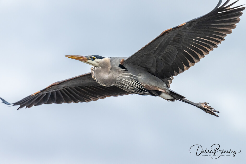 Blue Heron Fly By by dridsdale