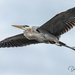 Blue Heron Fly By