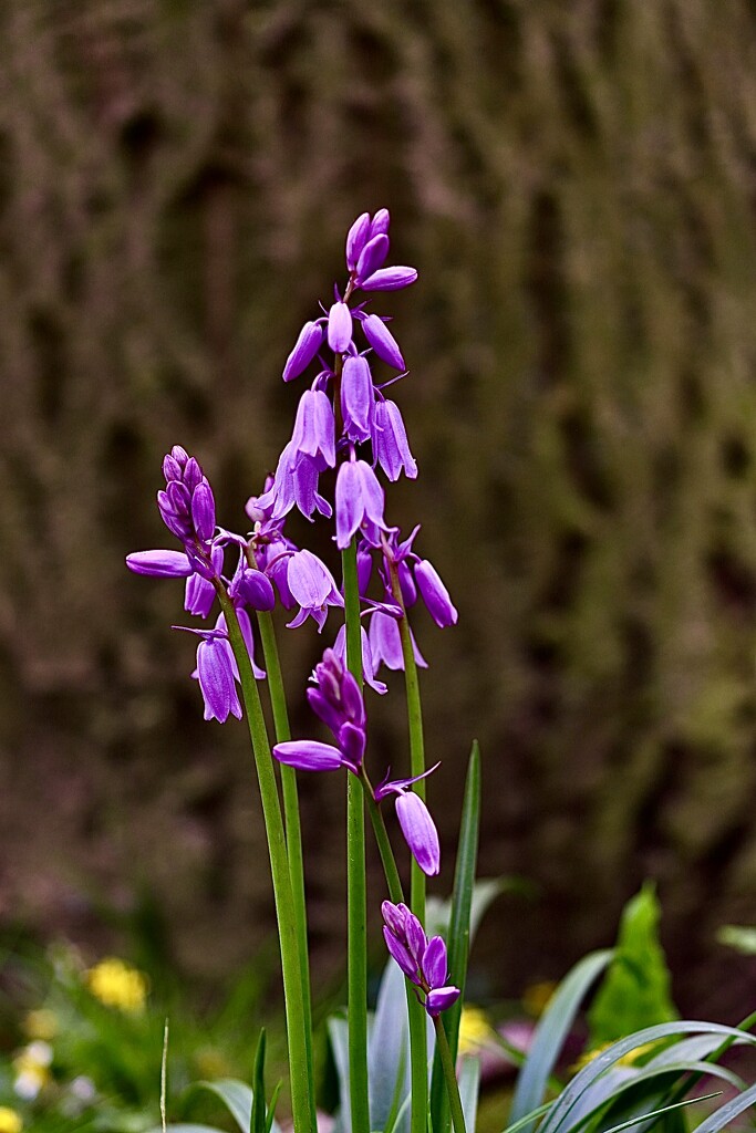 Not Bluebells! by carole_sandford