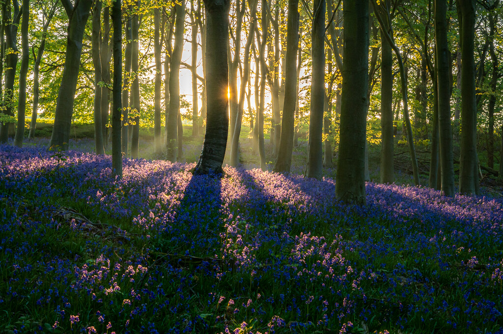 Beautiful Bluebells  by rjb71