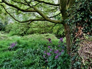 2nd May 2022 - Tree branches, Bluebells and Honesty.