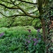 Tree branches, Bluebells and Honesty. by grace55