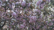 13th Apr 2022 - Under the Kwanzan cherry tree 1...