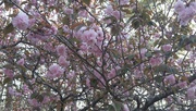 14th Apr 2022 - Under the Kwanzan cherry tree 2...
